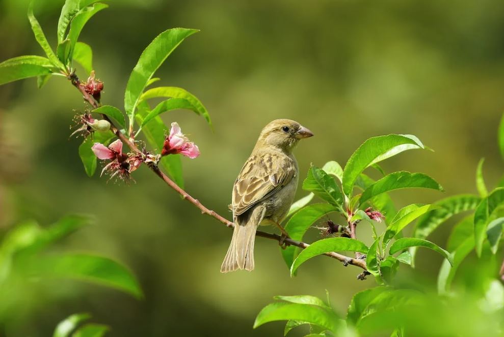 Learn from birds and flowers